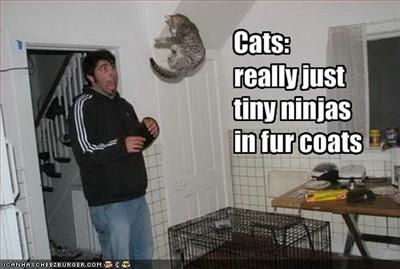 ninja cat 1