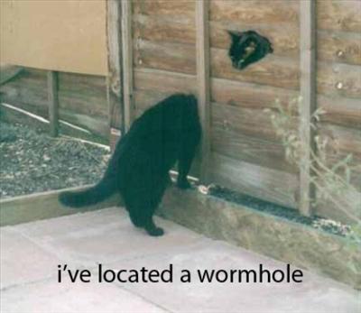 wormhole cat