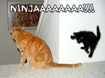 ninja cat 2