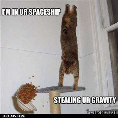 gravity cat