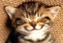 Happycat