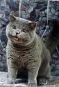 Cheezburger Cat