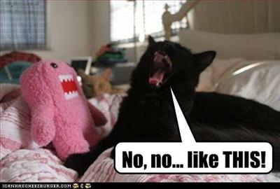 Hapling kitty