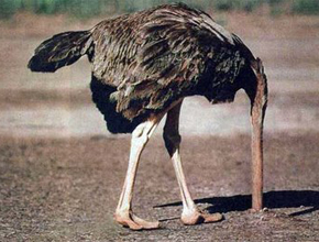 Ostrich