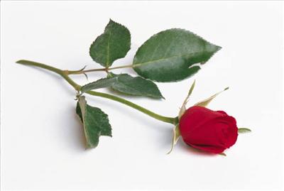 A Single Red Rose