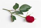 Red Rose
