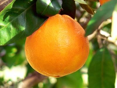 orange