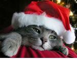 Christmas kitty
