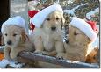 Puppies