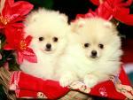 Puppies