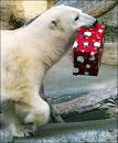 polar bear