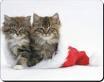 Kitty