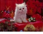 Kitty