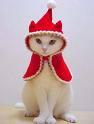 Santa kitty