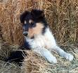 Shetland Sheep Dog