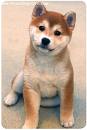 Shiba Inu