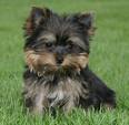 Yorky