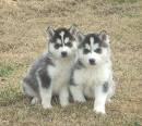 Husky