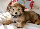 Havanese
