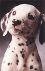 Dalmatian