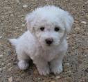Poodle