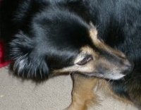 Ryan's Dog