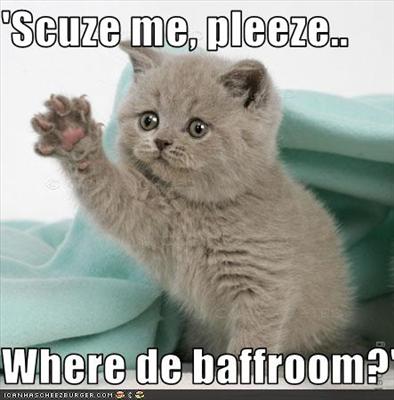 Bathroom Kitten