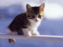 gattini