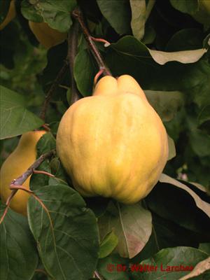 ayva