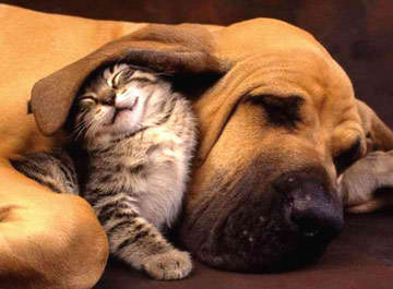 Pets
