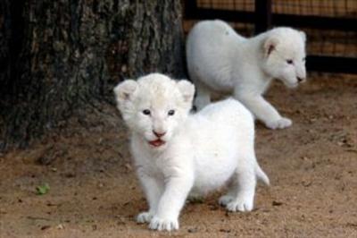 Pet Lion