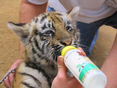 Pet Tiger