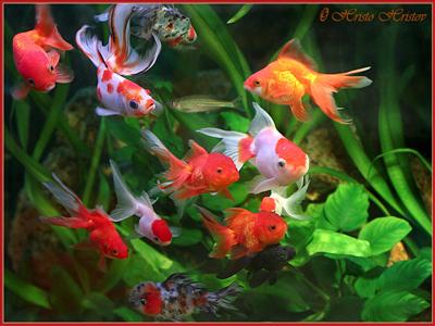 Goldfish