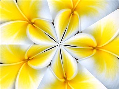 Yellow flower!
