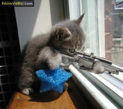 kedi4
