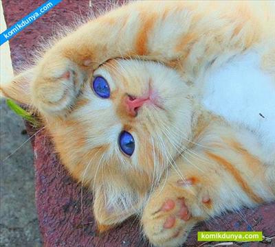 kedi3