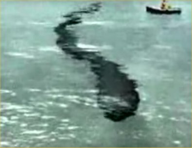 A SEA MONSTER