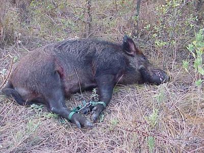 tied pig