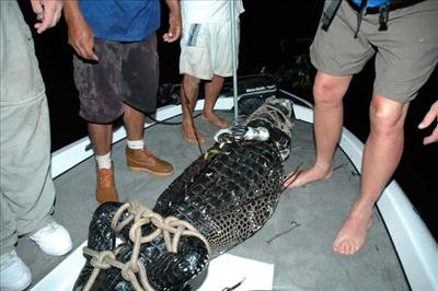 tied gator
