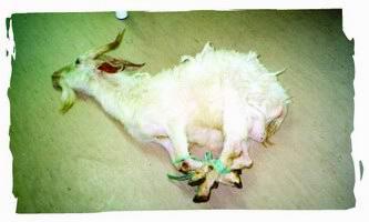 tied goat