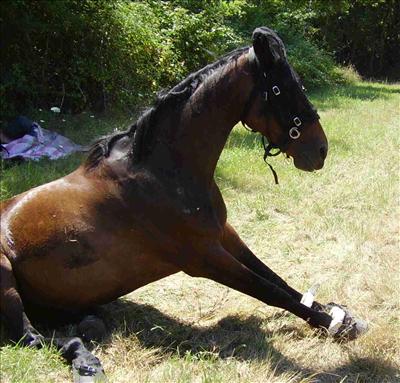 Horse