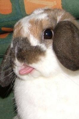 rabit