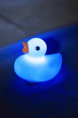 duck