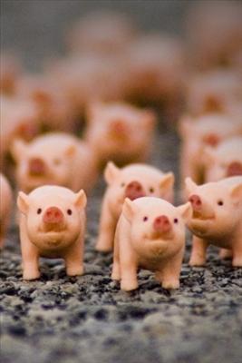bacon