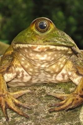 frog