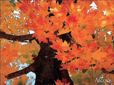 Fall Foliage