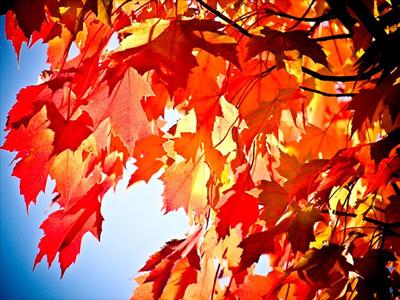 Fall Foliage