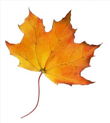 Fall Leaf