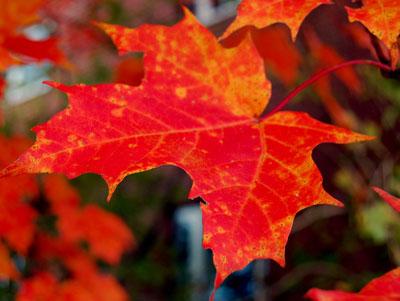 Fall Leaf