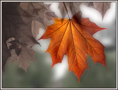 Fall Leaf